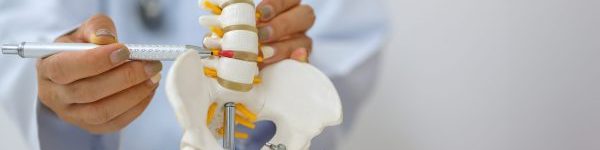 Spine model used to explain treatment, representing patient education and personalized chiropractic care